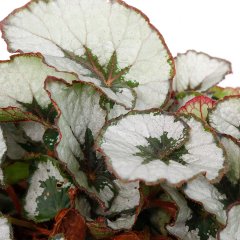 Begonia Pflege Begonia Pflege