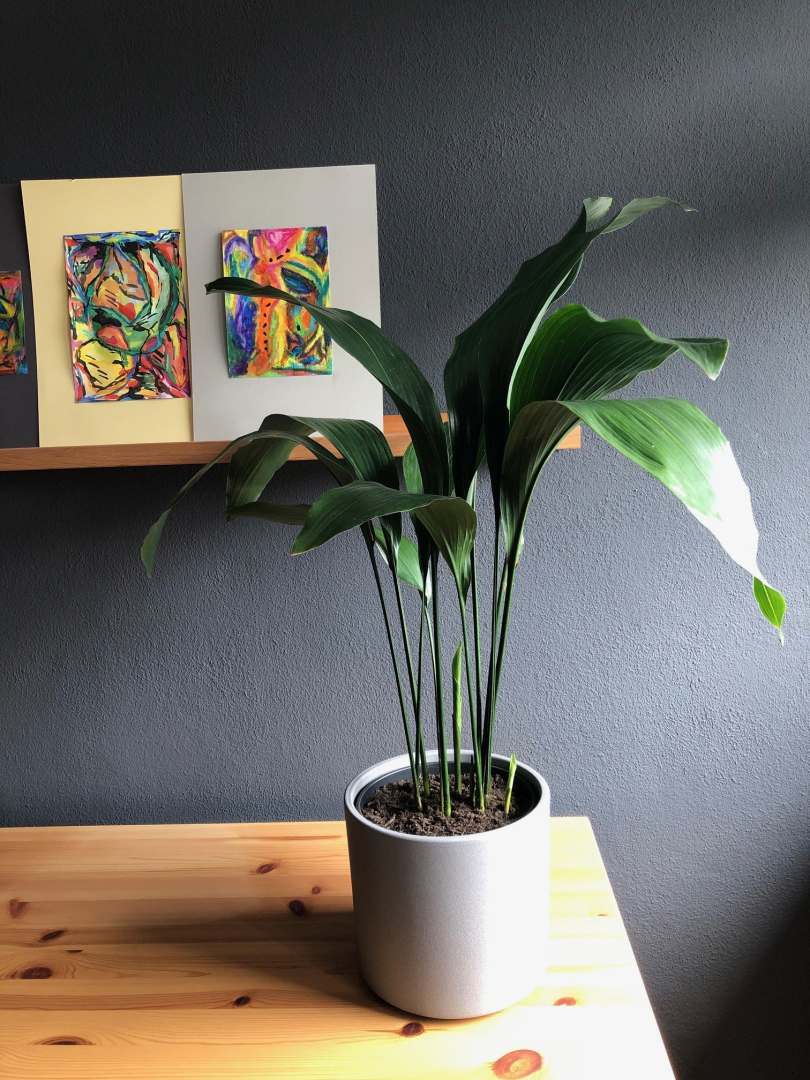 Aspidistra elatior | Schusterpalme 50cm kaufen? - 123zimmerpflanzen