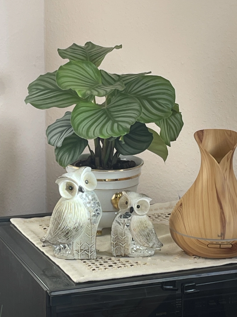 Calathea orbifolia | Stecklinge 20cm kaufen? - 123zimmerpflanzen