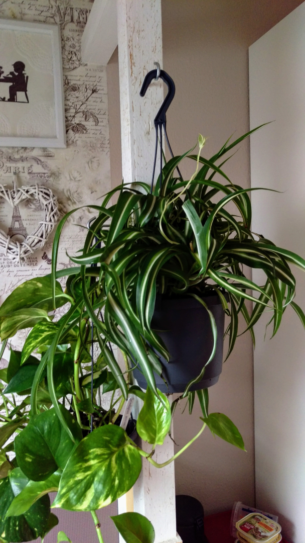 Chlorophytum Bonnie | Grnlilie 35cm kaufen? - 123zimmerpflanzen
