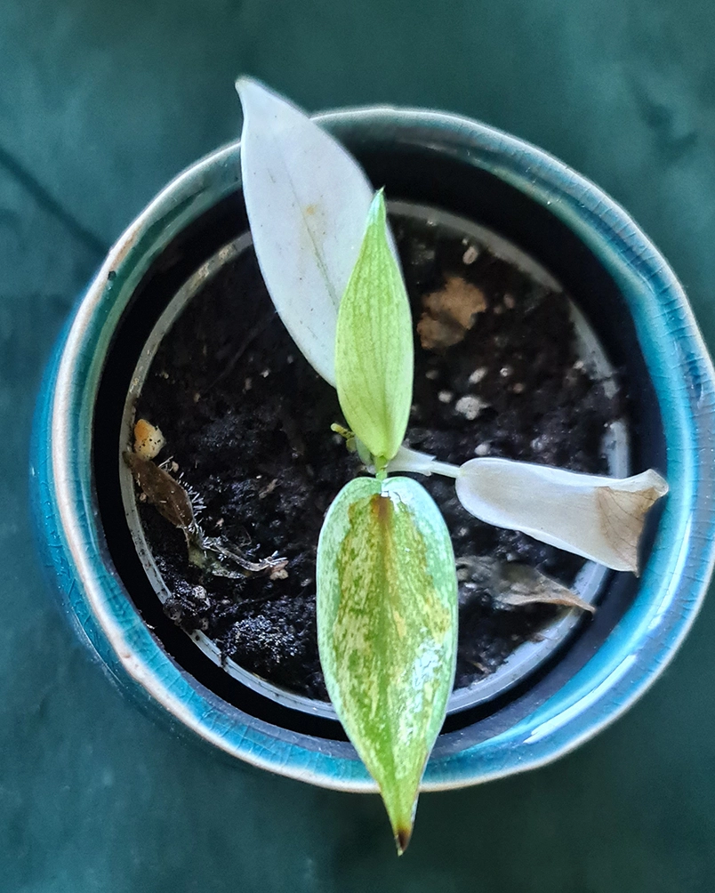 Philodendron Florida Ghost | Stecklinge 8cm kaufen? - 123zimmerpflanzen