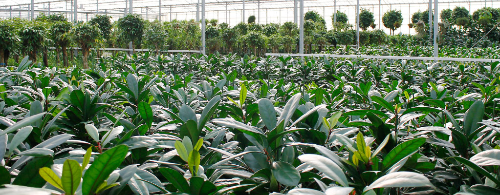 Zimmerpflanzen mit großen Blättern - Hydrokultur