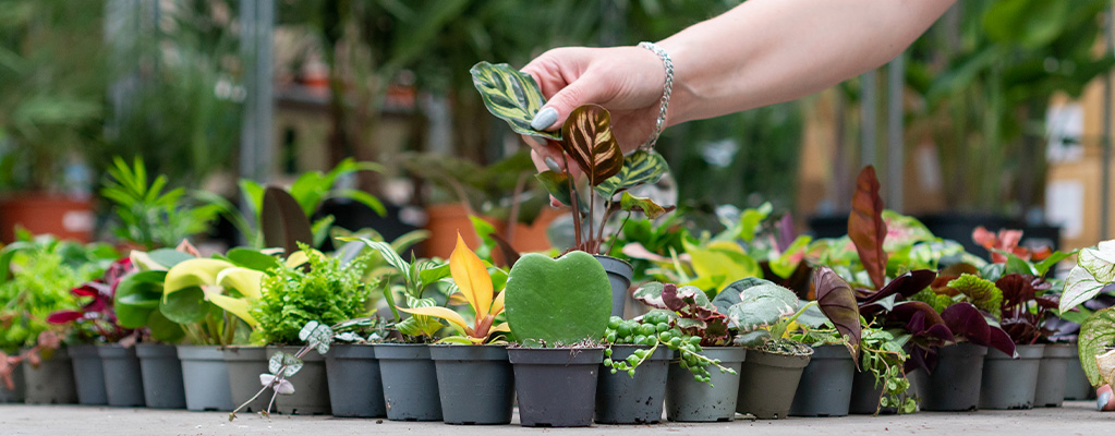 Philodendron - Philodendron White Princess