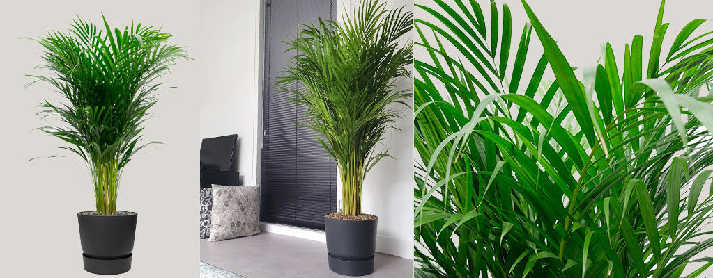 Kentia palme (Howea Forsteriana)
