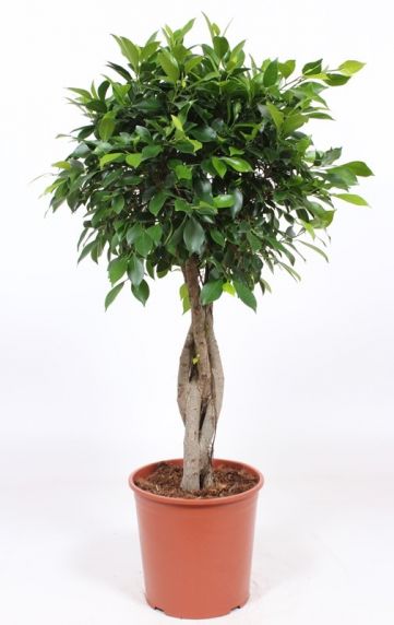 44+ Ficus-Arten Zimmerpflanze, In diesem artikel stellen wir ihnen