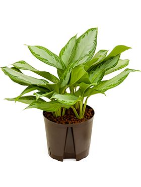 Aglaonema silver bay hydrokulturpflanze