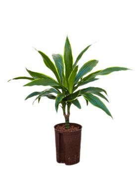 Dracaena arturo