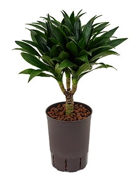 Dracaena compacta hydrokulturpflanze