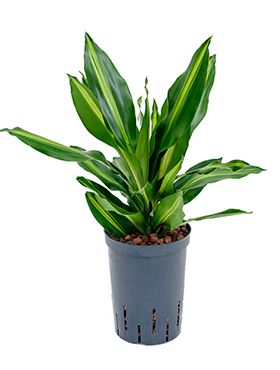 Dracaena cintho - Drachenbaum hydrokultur