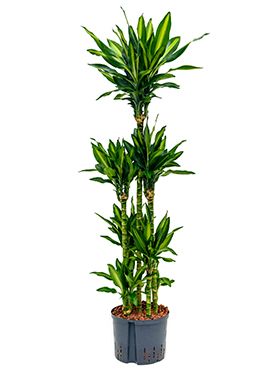 Dracaena cintho hydrokulturpflanze