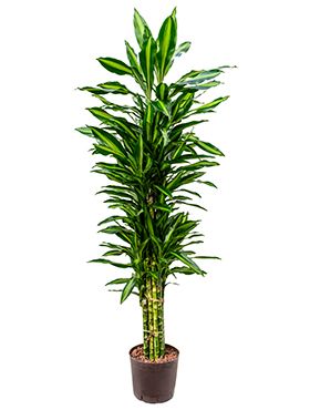 Dracaena cintho