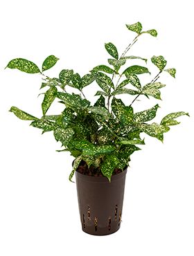 Dracaena godseffiana hydrokulturpflanze