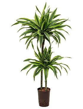 Dracaena lemon lime hydrokulturpflanze