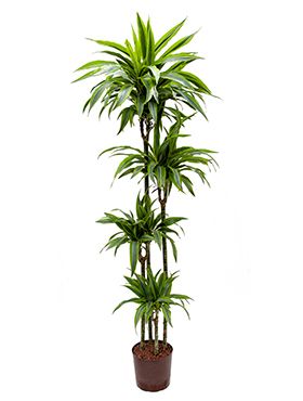 Dracaena lemon lime