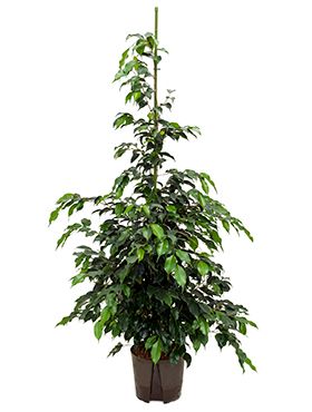 Ficus danielle