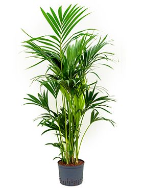 Kentia Palme hydrokulturpflanze