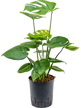 Monstera deliciosa hydrokulturpflanze