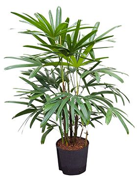 Rhapis excelsa hydrokulturpflanze
