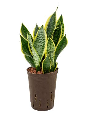 Sansevieria futura superba hydrokulturpflanze