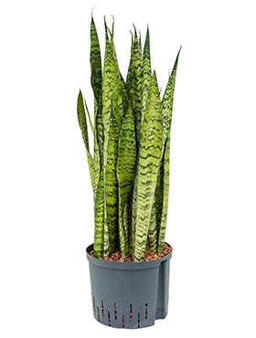 Sansevieria zeylanica