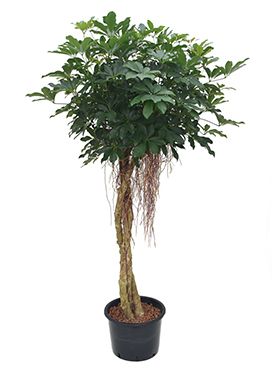 Schefflera arboricola