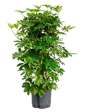 Schefflera arboricola hydrokulturpflanze