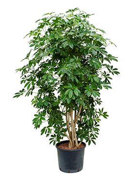 Schefflera arboricola