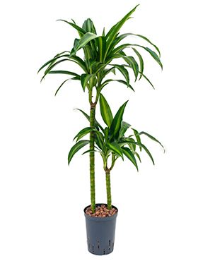 Dracaena hawaiian sunshine hydrokulturpflanze