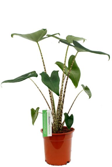 Alocasia zebrina zimmerpflanze