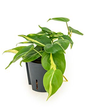 Philodendron grand brasil