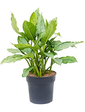Kolbenfaden (Aglaonema) Pflege 123zimmerpflanzen