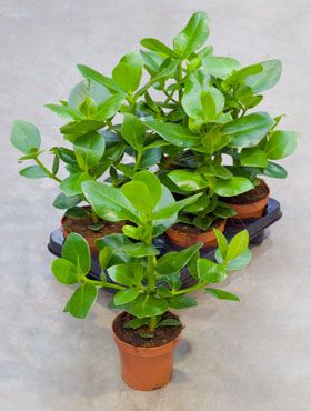 Clusia Rosea Pflege
