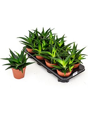 Haworthia pentagona