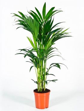 Kentia (howea) forsteriana
