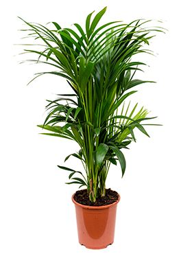 Kentia (howea) forsteriana Palme
