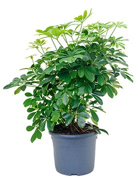 Schefflera arboricola vingersboom 1