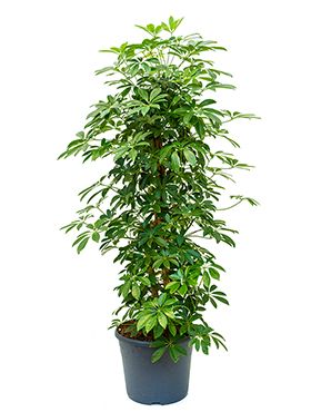 Schefflera arboricola kamerplant