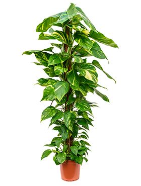 Scindapsus aureum kamerplant