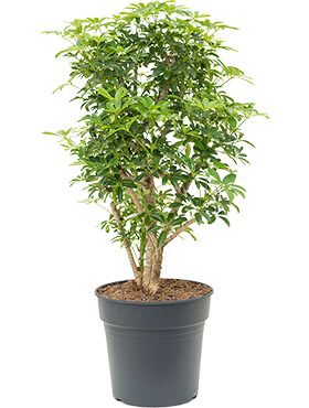 Schefflera louisiana - Strahlenaralie zimmerpflanze