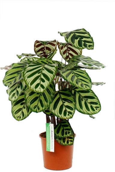 Calathea makoyana ovale bladeren
