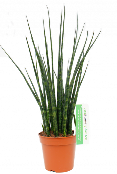 Sansevieria fernwood mikado