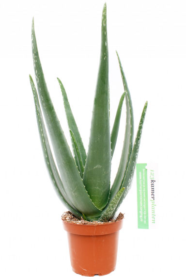 Aloe vera barbadensis pflanze