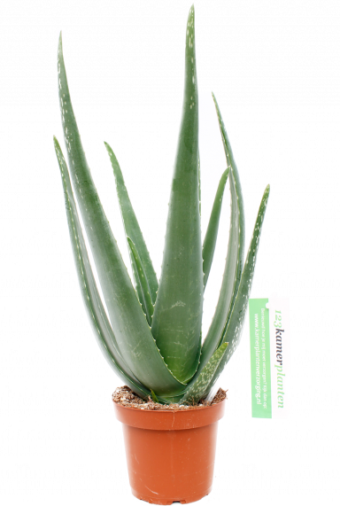 - Wüstenlilie | barbadensis 123zimmerpflanzen Aloe kaufen? 45cm vera