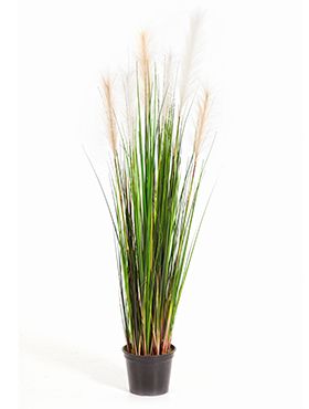 Grass reed