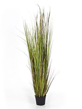 Grass bamboo