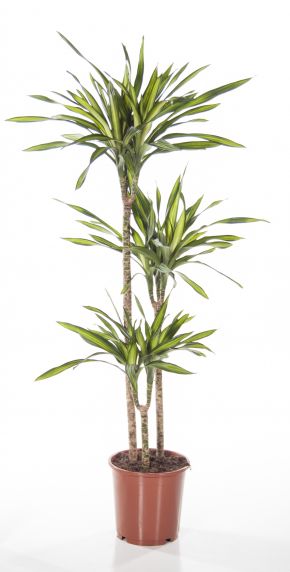 Dracaena riki kamerplant 1