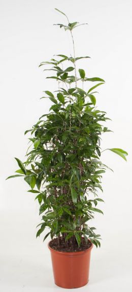Dracaena Surculosa