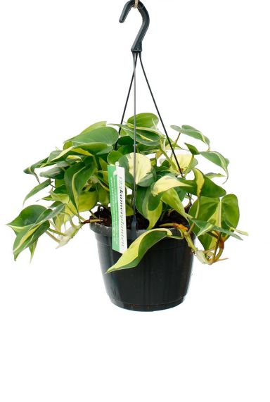 Philodendron Brasil Hängepflanze