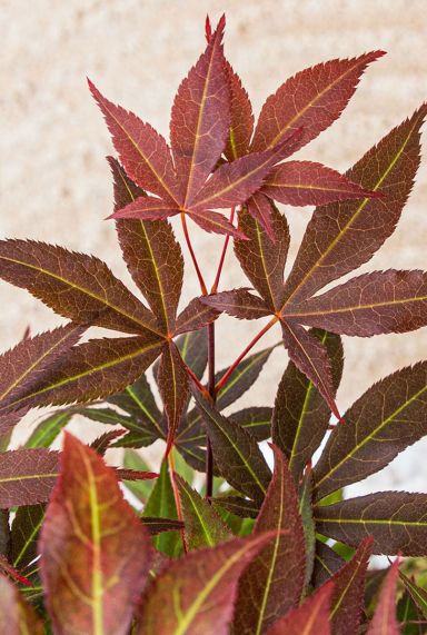Acer palmatum atropurpureum gardenpflanze