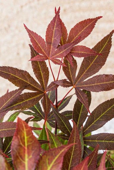 Acer palmatum atropurpureum gartenpflanze p19